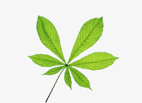 树叶背景素材卡通树叶 植物 叶免抠