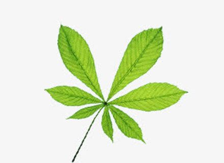 树叶背景素材卡通树叶 植物 叶免抠