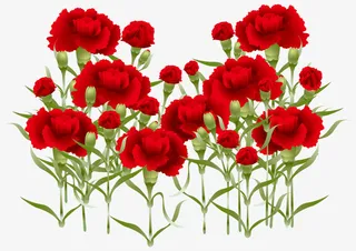 母亲节红色美丽康乃馨免抠