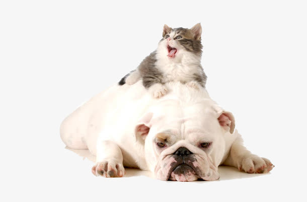 猫和宠物狗摄影图片素材免抠