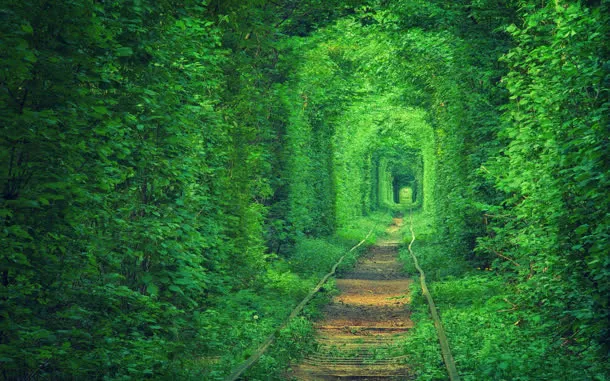 梦幻绿色小路爬山虎免抠