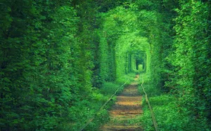 梦幻绿色小路爬山虎免抠