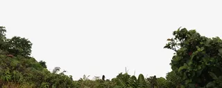 山坡的绿色植物相框免抠