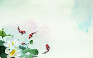 荷花荷塘鲤鱼小暑二十四节气海报背景素材高清