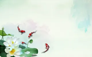 荷花荷塘鲤鱼小暑二十四节气海报背景素材高清