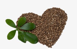 绿叶搭配心形荞麦堆免抠