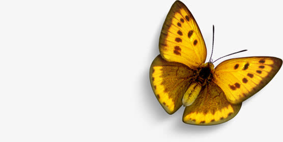 黄色春天飞翔蝴蝶免抠装饰动物元素