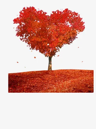 爱心枫树图片免抠素材免抠