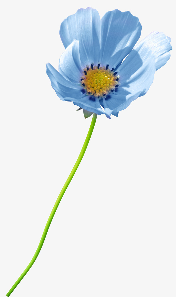 花卉免抠