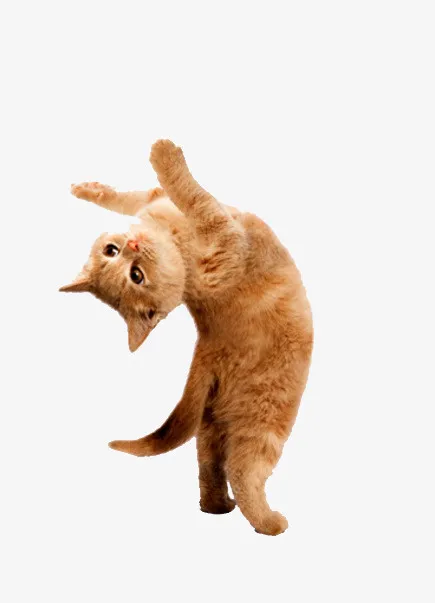 跳舞猫咪免抠