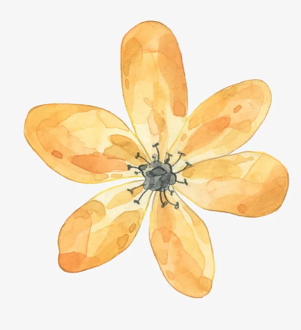 手绘黄色花朵免抠