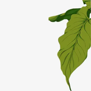 植物绿叶免抠