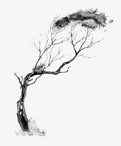 枯树免抠