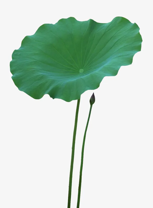 绿色的荷叶，实拍荷叶免抠