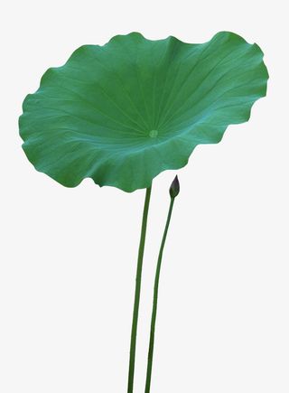 绿色的荷叶，实拍荷叶免抠