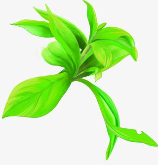 手绘绿色夏季树枝装饰免抠