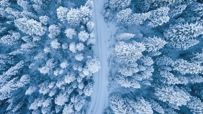 冬天的雪与树高清