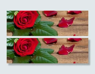 高清玫瑰花背景图