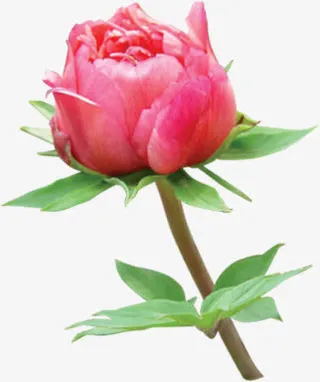 红色鲜花花苞装饰免抠