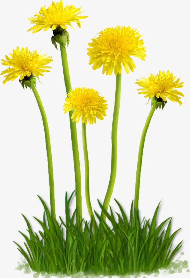 黄色盛开小野花免抠