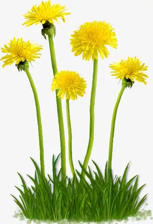 黄色盛开小野花免抠