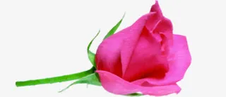 玫瑰花粉色七夕免抠