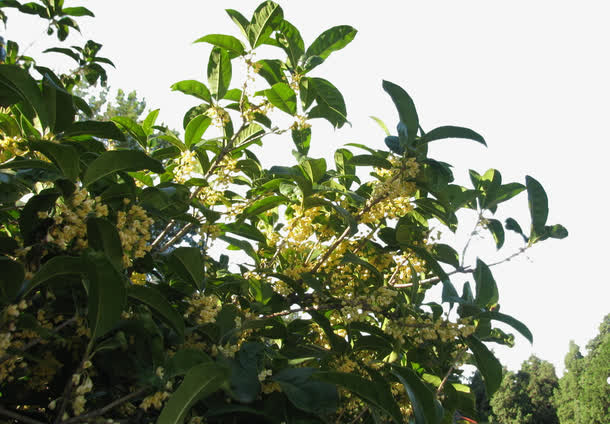 桂花飘香免抠动植物植物元素