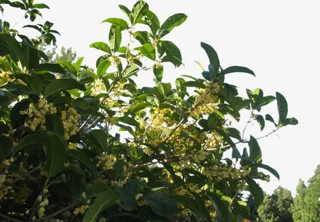 桂花飘香免抠动植物植物元素 桂花飘香免抠动植物植物元素
