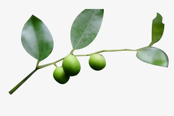 树枝上枣子与枣免抠