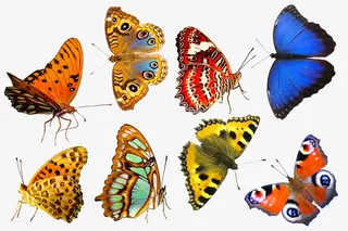 多彩蝴蝶免扣素材免抠