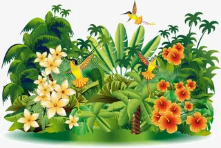 鸡蛋花 花瓣免抠