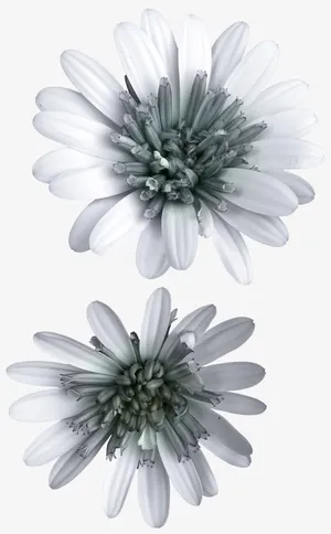 白色花朵免抠