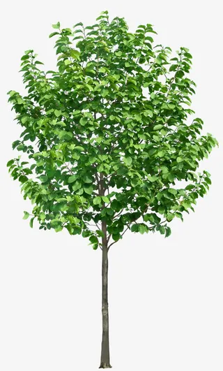 绿色大树免抠