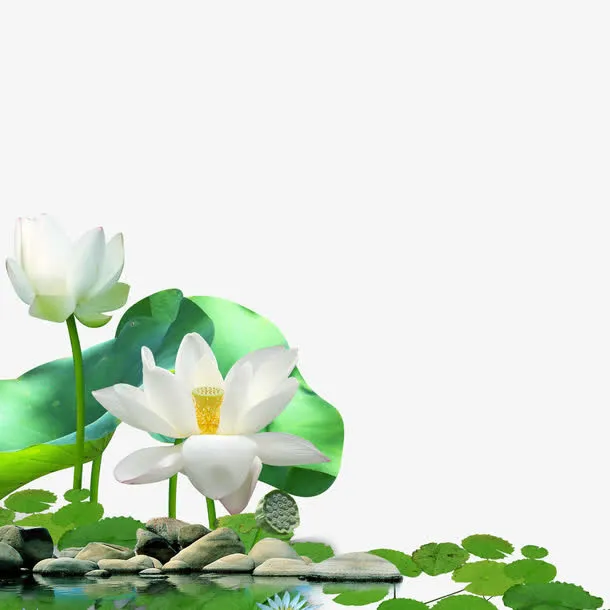 荷花免抠