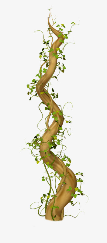 植物树枝干藤蔓免抠
