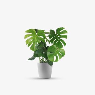 龟背竹绿植盆栽免抠