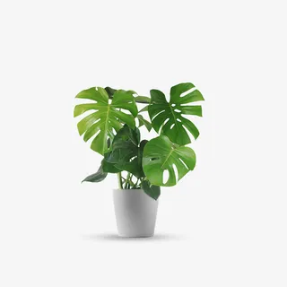 龟背竹绿植盆栽免抠