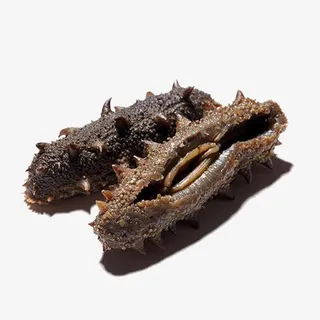 海参免抠素材免抠