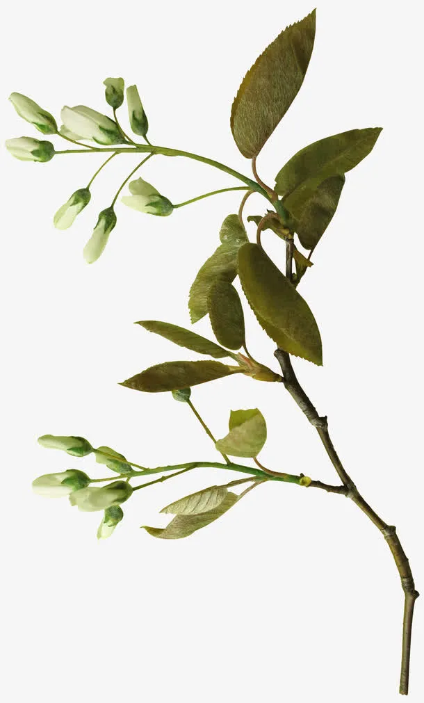 艺术花免抠