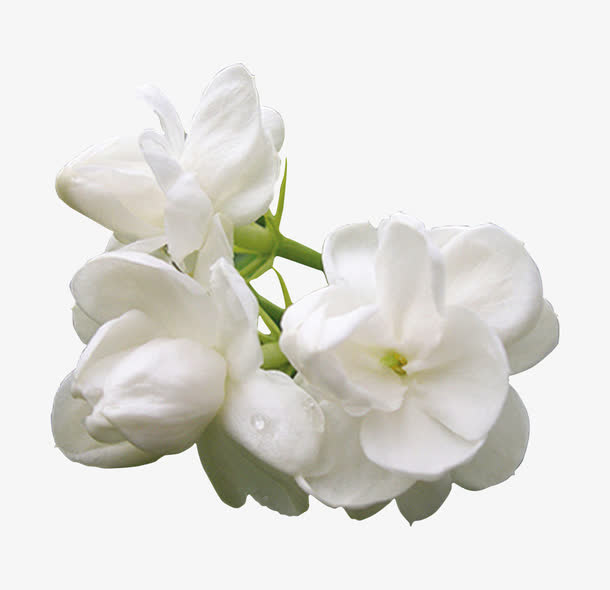茉莉花免抠