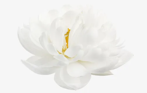 白莲花洁白无暇免抠