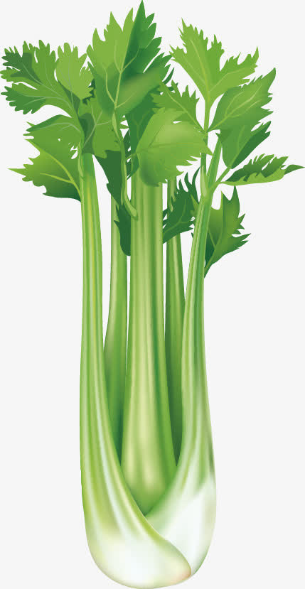 芹菜矢量素材免抠