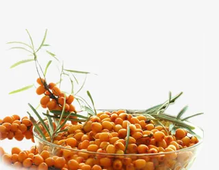 沙棘果素材免抠