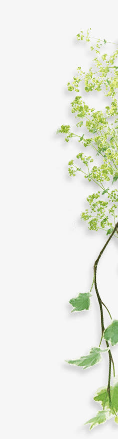 右边绿叶png素材免抠