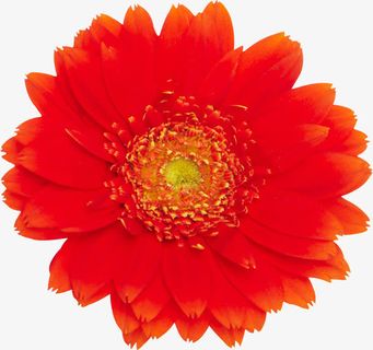 手绘可爱红色盛开花朵免抠