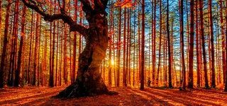 秋天摄影背景高清