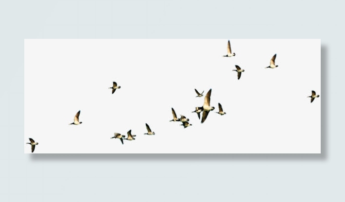 中国风飞鸟创意文化免抠