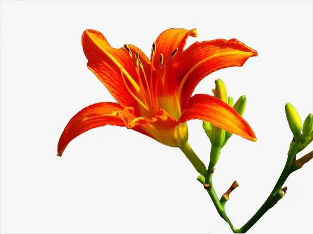 萱草花图素材免抠