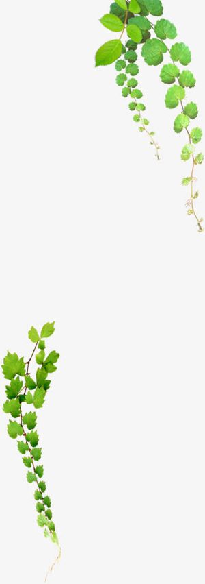 绿色春天树叶花藤免抠