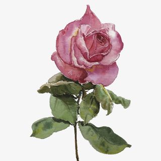 手绘玫瑰花插画免费下载免抠